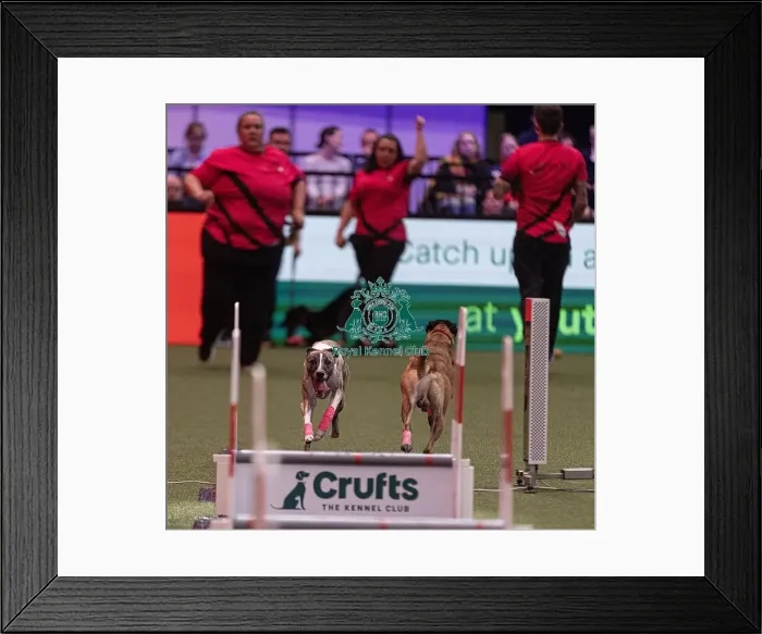 Framed Print : D-C-D-0-1-9-0 Crufts 2024 NEC Birmingham Day 3
