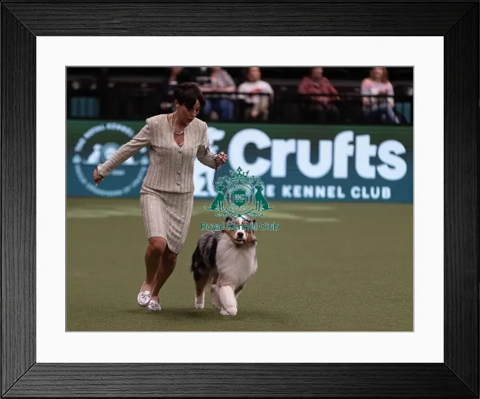 Framed Print : D-C-D-0-1-9-0 Crufts 2024 NEC Birmingham Pastoral Framed Print : D-C-D-0-1-9-0 Crufts 2024 NEC Birmingham Pastoral