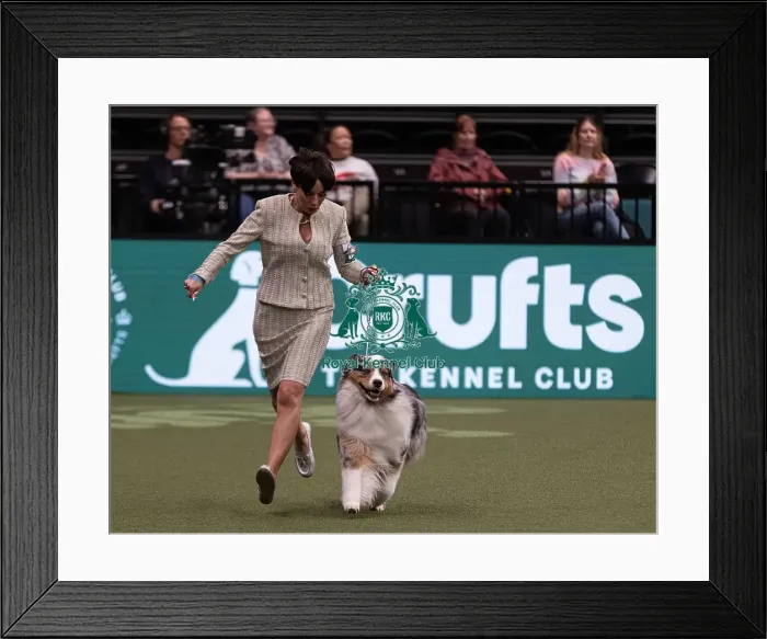 Framed Print : D-C-D-0-1-9-0 Crufts 2024 NEC Birmingham Pastoral Framed Print : D-C-D-0-1-9-0 Crufts 2024 NEC Birmingham Pastoral