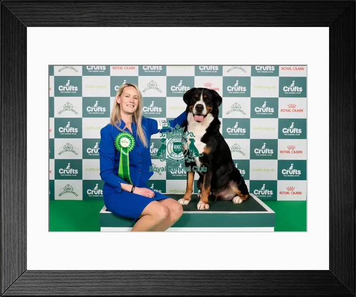 Framed Print : D-C-D-0-1-9-0 Crufts 2024 NEC Birmingham Working Framed Print : D-C-D-0-1-9-0 Crufts 2024 NEC Birmingham Working