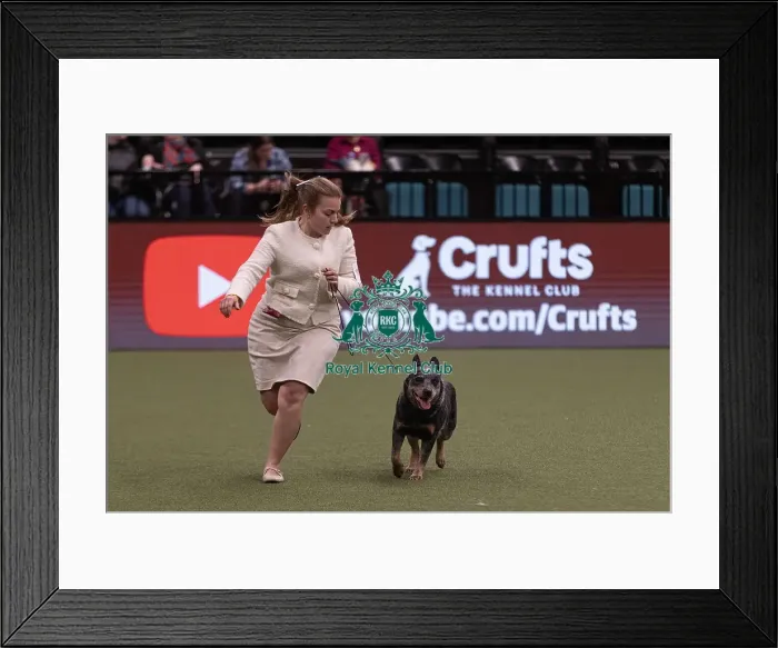 Framed Print : D-C-D-0-1-9-0 Crufts 2024 NEC Birmingham Pastoral Framed Print : D-C-D-0-1-9-0 Crufts 2024 NEC Birmingham Pastoral
