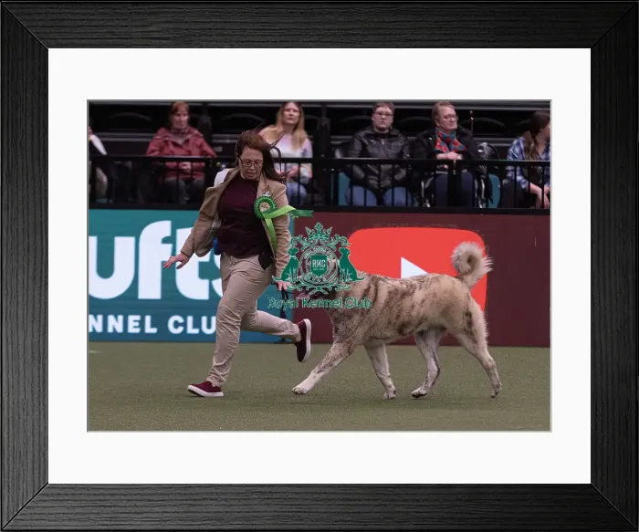Framed Print : D-C-D-0-1-9-0 Crufts 2024 NEC Birmingham Pastoral Framed Print : D-C-D-0-1-9-0 Crufts 2024 NEC Birmingham Pastoral