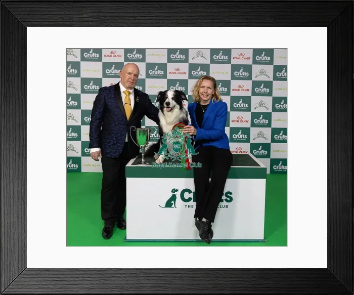 Framed Print : D-C-D-0-1-9-0 Crufts 2024 NEC Birmingham Day 3 Framed Print : D-C-D-0-1-9-0 Crufts 2024 NEC Birmingham Day 3