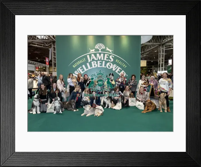 Framed Print : D-C-D-0-1-9-0 Crufts 2024 NEC Birmingham Day 3 Framed Print : D-C-D-0-1-9-0 Crufts 2024 NEC Birmingham Day 3