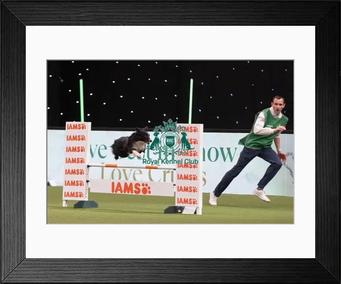 Framed Print : D-C-D-0-1-9-0 Crufts 2024 NEC Birmingham Day 3 Framed Print : D-C-D-0-1-9-0 Crufts 2024 NEC Birmingham Day 3