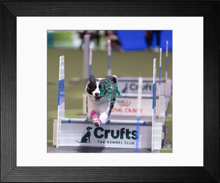 Framed Print : D-C-D-0-1-9-0 Crufts 2024 NEC Birmingham Day 3