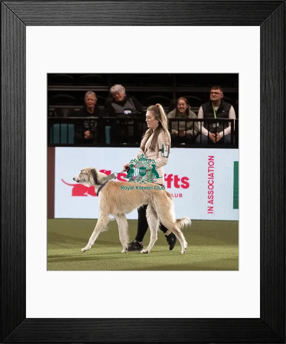 Framed Print : D-C-D-0-1-9-0 Crufts 2024 NEC Birmingham Day 3 Framed Print : D-C-D-0-1-9-0 Crufts 2024 NEC Birmingham Day 3