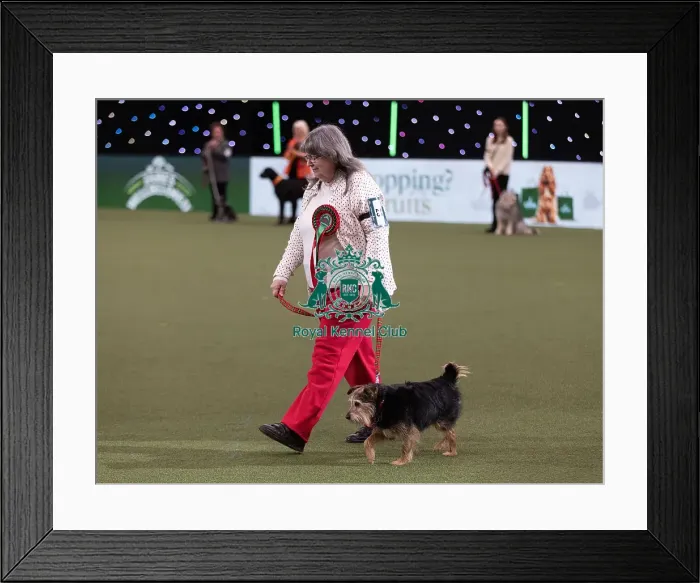Framed Print : D-C-D-0-1-9-0 Crufts 2024 NEC Birmingham Day 3 Framed Print : D-C-D-0-1-9-0 Crufts 2024 NEC Birmingham Day 3