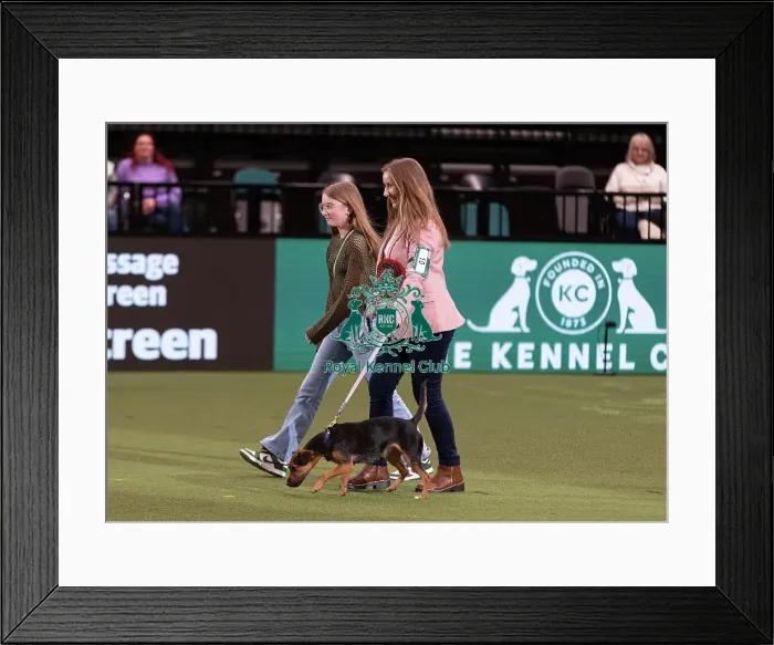 Framed Print : D-C-D-0-1-9-0 Crufts 2024 NEC Birmingham Day 3 Framed Print : D-C-D-0-1-9-0 Crufts 2024 NEC Birmingham Day 3