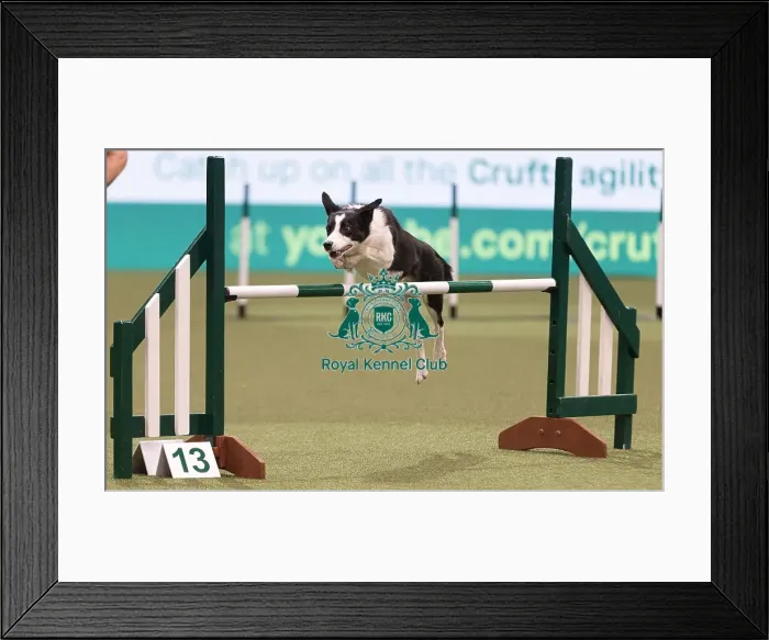 Framed Print : D-C-D-0-1-9-0 Crufts 2024 NEC Birmingham Day 3 Framed Print : D-C-D-0-1-9-0 Crufts 2024 NEC Birmingham Day 3