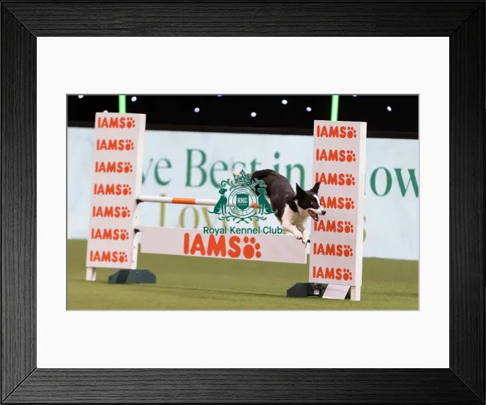 Framed Print : D-C-D-0-1-9-0 Crufts 2024 NEC Birmingham Day 3 Framed Print : D-C-D-0-1-9-0 Crufts 2024 NEC Birmingham Day 3