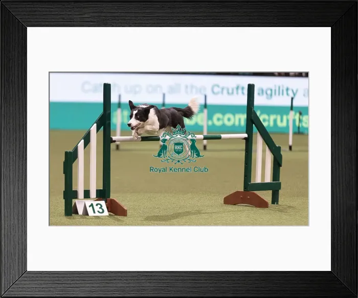 Framed Print : D-C-D-0-1-9-0 Crufts 2024 NEC Birmingham Day 3 Framed Print : D-C-D-0-1-9-0 Crufts 2024 NEC Birmingham Day 3