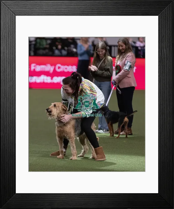 Framed Print : D-C-D-0-1-9-0 Crufts 2024 NEC Birmingham Day 3 Framed Print : D-C-D-0-1-9-0 Crufts 2024 NEC Birmingham Day 3