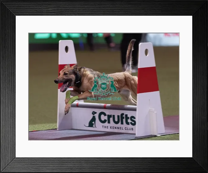 Framed Print : D-C-D-0-1-9-0 Crufts 2024 NEC Birmingham Day 3
