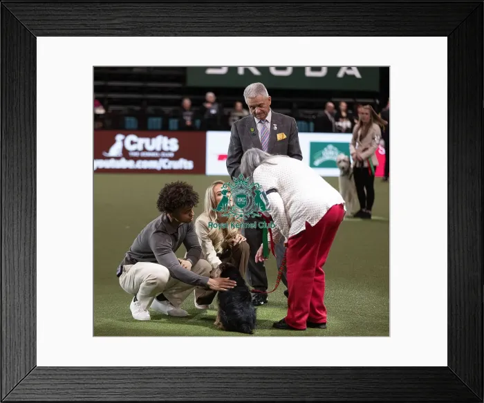 Framed Print : D-C-D-0-1-9-0 Crufts 2024 NEC Birmingham Day 3 Framed Print : D-C-D-0-1-9-0 Crufts 2024 NEC Birmingham Day 3