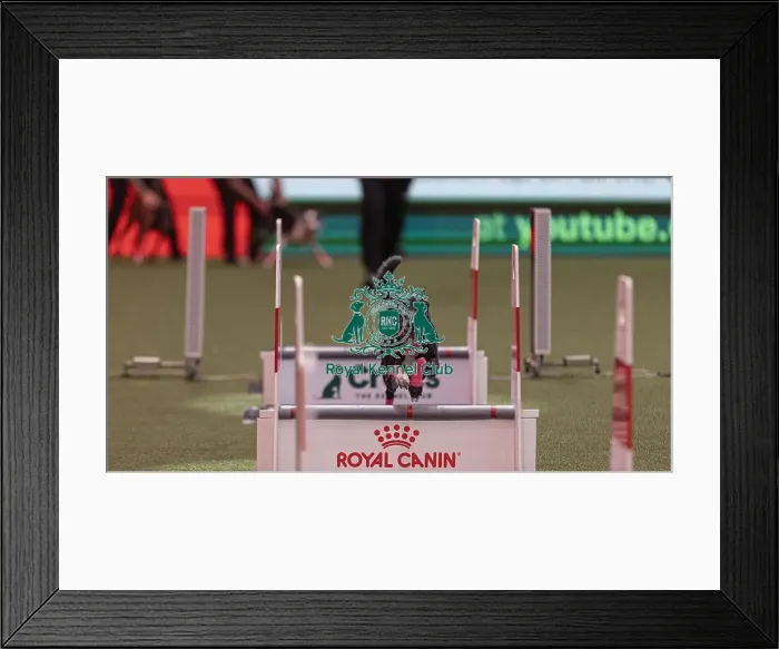 Framed Print : D-C-D-0-1-9-0 Crufts 2024 NEC Birmingham Day 3