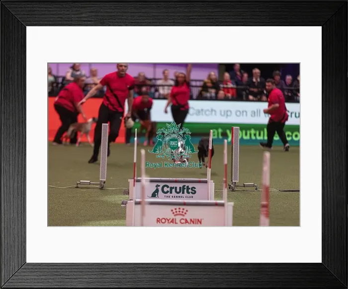 Framed Print : D-C-D-0-1-9-0 Crufts 2024 NEC Birmingham Day 3