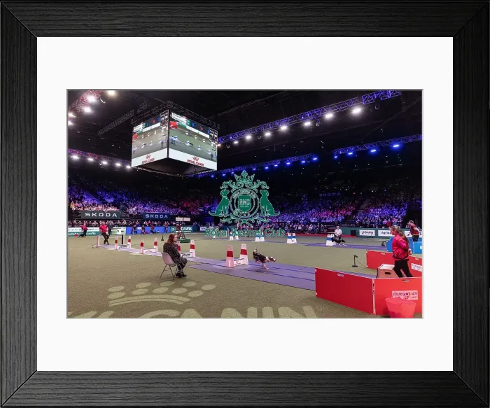 Framed Print : D-C-D-0-1-9-0 Crufts 2024 NEC Birmingham Day 3
