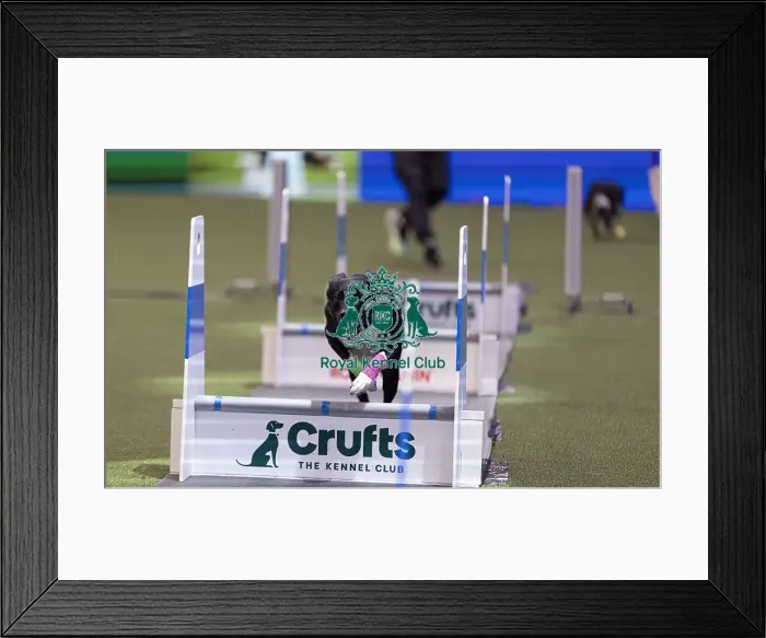 Framed Print : D-C-D-0-1-9-0 Crufts 2024 NEC Birmingham Day 3