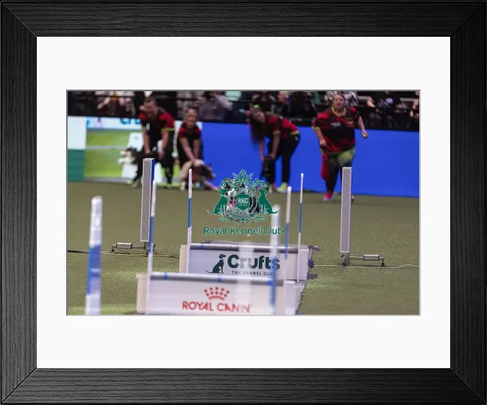 Framed Print : D-C-D-0-1-9-0 Crufts 2024 NEC Birmingham Day 3