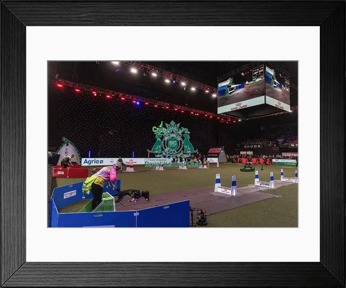 Framed Print : D-C-D-0-1-9-0 Crufts 2024 NEC Birmingham Day 3