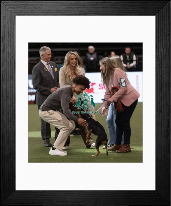 Framed Print : D-C-D-0-1-9-0 Crufts 2024 NEC Birmingham Day 3 Framed Print : D-C-D-0-1-9-0 Crufts 2024 NEC Birmingham Day 3