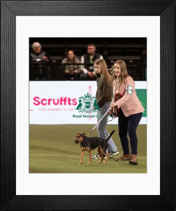 Framed Print : D-C-D-0-1-9-0 Crufts 2024 NEC Birmingham Day 3 Framed Print : D-C-D-0-1-9-0 Crufts 2024 NEC Birmingham Day 3
