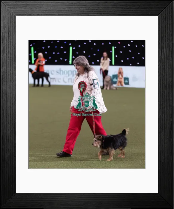 Framed Print : D-C-D-0-1-9-0 Crufts 2024 NEC Birmingham Day 3 Framed Print : D-C-D-0-1-9-0 Crufts 2024 NEC Birmingham Day 3