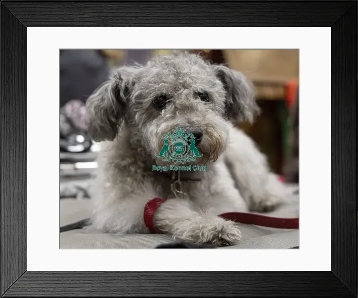 Framed Print : D-C-D-0-1-9-0 Crufts 2024 NEC Birmingham Day 3