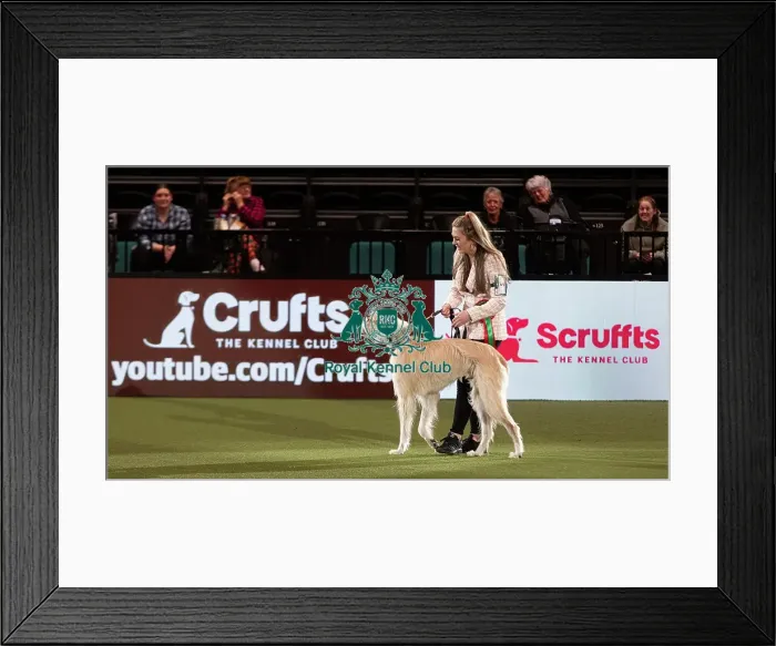 Framed Print : D-C-D-0-1-9-0 Crufts 2024 NEC Birmingham Day 3 Framed Print : D-C-D-0-1-9-0 Crufts 2024 NEC Birmingham Day 3