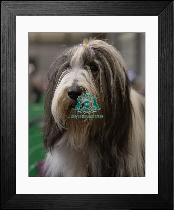 Framed Print : D-C-D-0-1-9-0 Crufts 2024 NEC Birmingham Day 3 Framed Print : D-C-D-0-1-9-0 Crufts 2024 NEC Birmingham Day 3