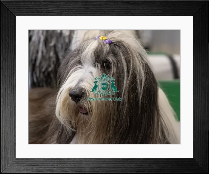 Framed Print : D-C-D-0-1-9-0 Crufts 2024 NEC Birmingham Day 3 Framed Print : D-C-D-0-1-9-0 Crufts 2024 NEC Birmingham Day 3