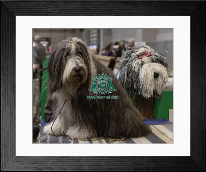 Framed Print : D-C-D-0-1-9-0 Crufts 2024 NEC Birmingham Day 3