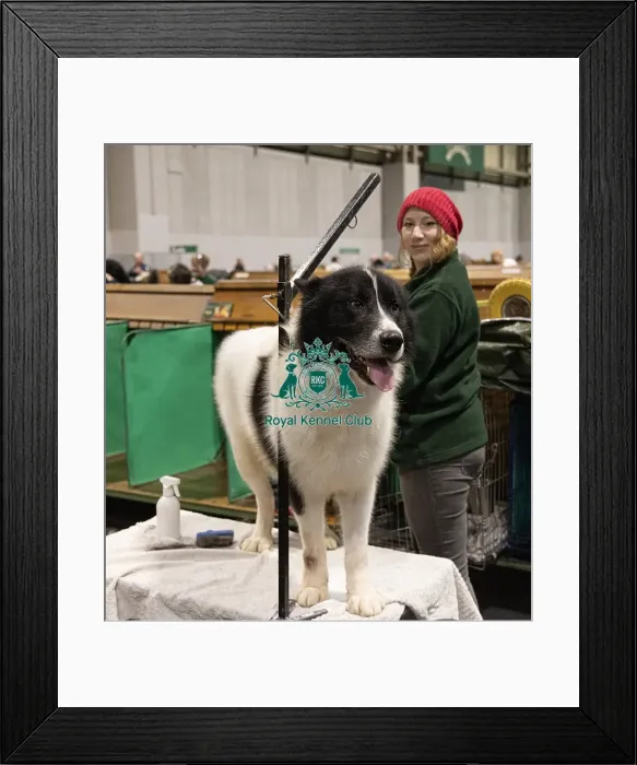 Framed Print : D-C-D-0-1-9-0 Crufts 2024 NEC Birmingham Day 3 Framed Print : D-C-D-0-1-9-0 Crufts 2024 NEC Birmingham Day 3