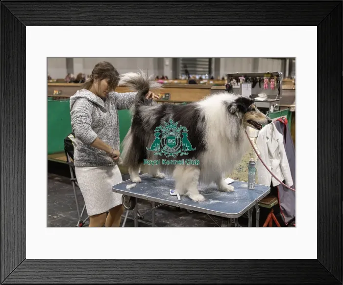 Framed Print : D-C-D-0-1-9-0 Crufts 2024 NEC Birmingham Day 3 Framed Print : D-C-D-0-1-9-0 Crufts 2024 NEC Birmingham Day 3