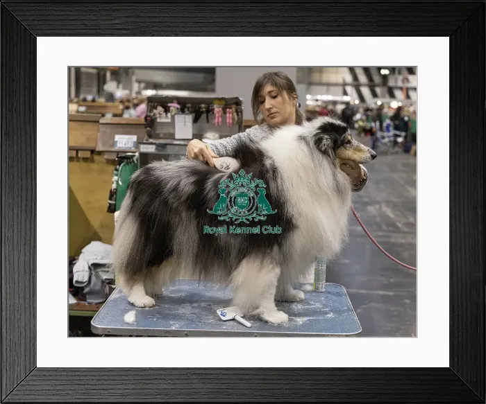 Framed Print : D-C-D-0-1-9-0 Crufts 2024 NEC Birmingham Day 3