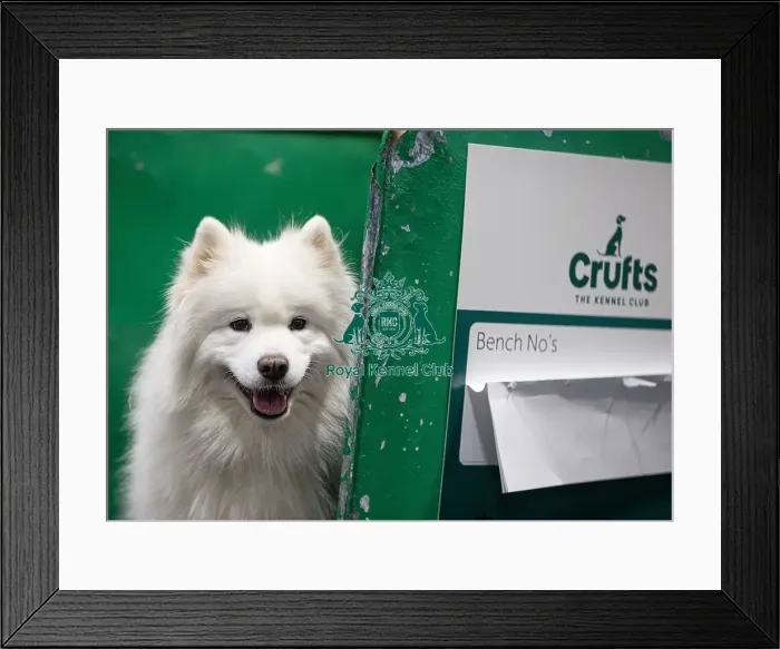 Framed Print : D-C-D-0-1-9-0 Crufts 2024 NEC Birmingham Day 3 Framed Print : D-C-D-0-1-9-0 Crufts 2024 NEC Birmingham Day 3