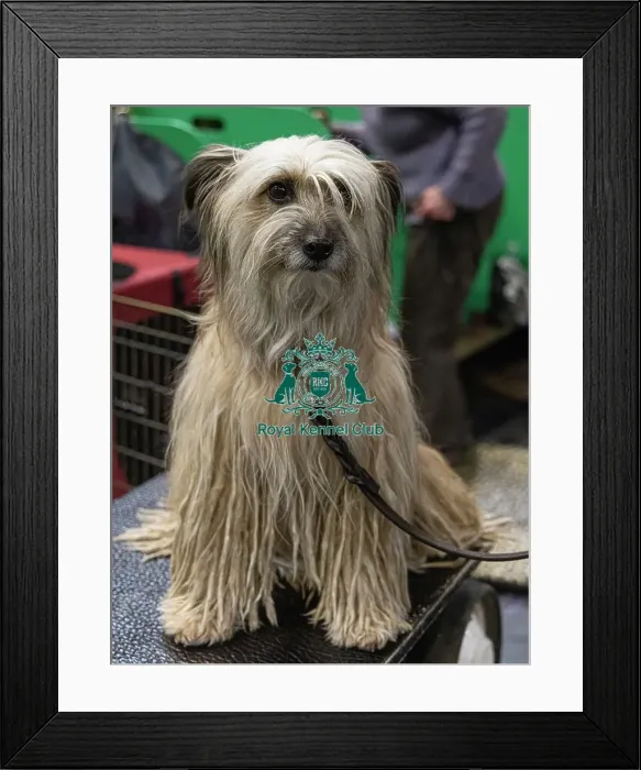 Framed Print : D-C-D-0-1-9-0 Crufts 2024 NEC Birmingham Day 3 Framed Print : D-C-D-0-1-9-0 Crufts 2024 NEC Birmingham Day 3