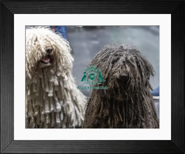 Framed Print : D-C-D-0-1-9-0 Crufts 2024 NEC Birmingham Day 3 Framed Print : D-C-D-0-1-9-0 Crufts 2024 NEC Birmingham Day 3