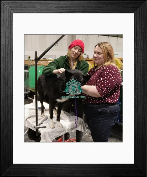 Framed Print : D-C-D-0-1-9-0 Crufts 2024 NEC Birmingham Day 3 Framed Print : D-C-D-0-1-9-0 Crufts 2024 NEC Birmingham Day 3
