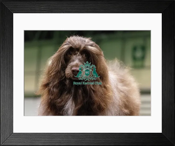 Framed Print : D-C-D-0-1-9-0 Crufts 2024 NEC Birmingham Day 3 Framed Print : D-C-D-0-1-9-0 Crufts 2024 NEC Birmingham Day 3