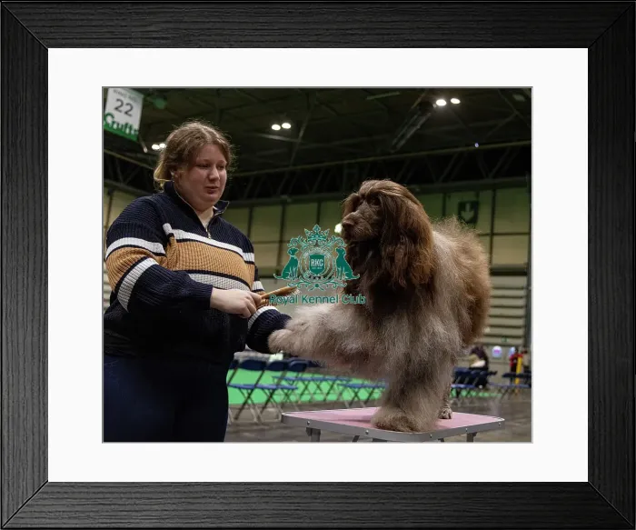 Framed Print : D-C-D-0-1-9-0 Crufts 2024 NEC Birmingham Day 3 Framed Print : D-C-D-0-1-9-0 Crufts 2024 NEC Birmingham Day 3