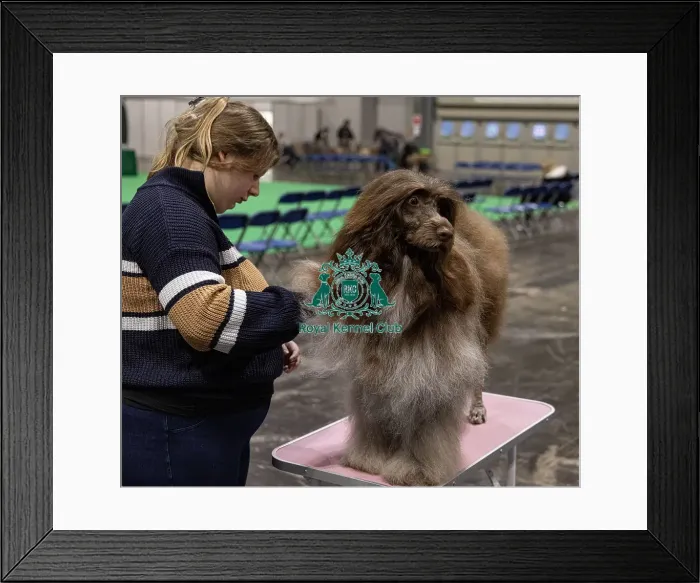 Framed Print : D-C-D-0-1-9-0 Crufts 2024 NEC Birmingham Day 3 Framed Print : D-C-D-0-1-9-0 Crufts 2024 NEC Birmingham Day 3
