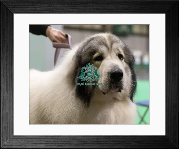 Framed Print : D-C-D-0-1-9-0 Crufts 2024 NEC Birmingham Day 3 Framed Print : D-C-D-0-1-9-0 Crufts 2024 NEC Birmingham Day 3