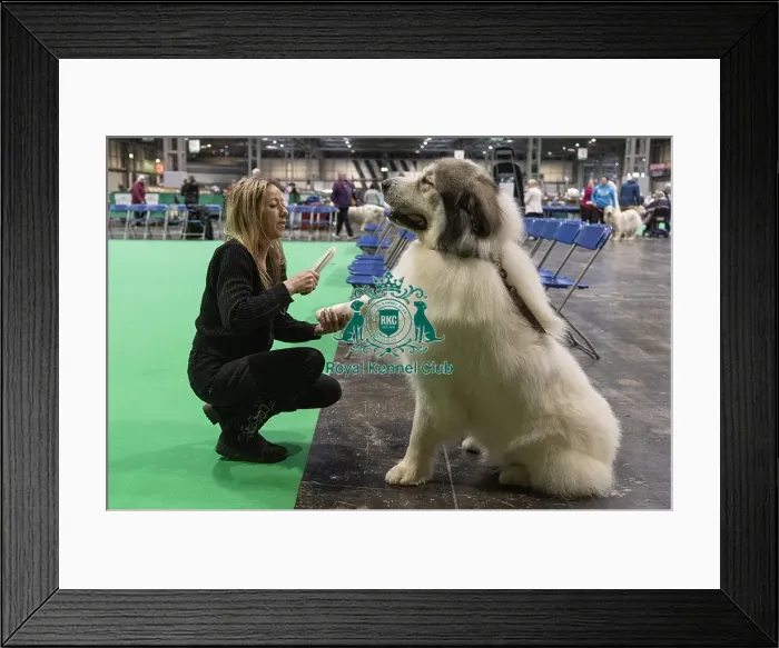 Framed Print : D-C-D-0-1-9-0 Crufts 2024 NEC Birmingham Day 3 Framed Print : D-C-D-0-1-9-0 Crufts 2024 NEC Birmingham Day 3