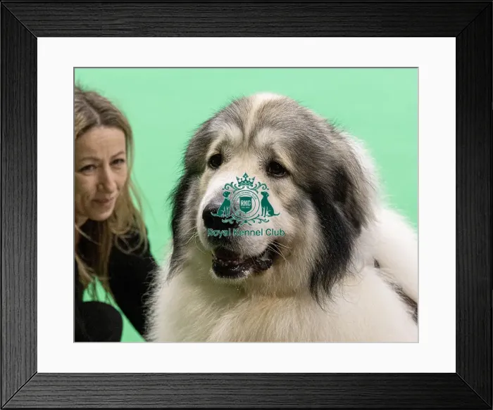 Framed Print : D-C-D-0-1-9-0 Crufts 2024 NEC Birmingham Day 3