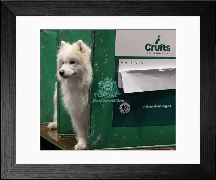 Framed Print : D-C-D-0-1-9-0 Crufts 2024 NEC Birmingham Day 3 Framed Print : D-C-D-0-1-9-0 Crufts 2024 NEC Birmingham Day 3