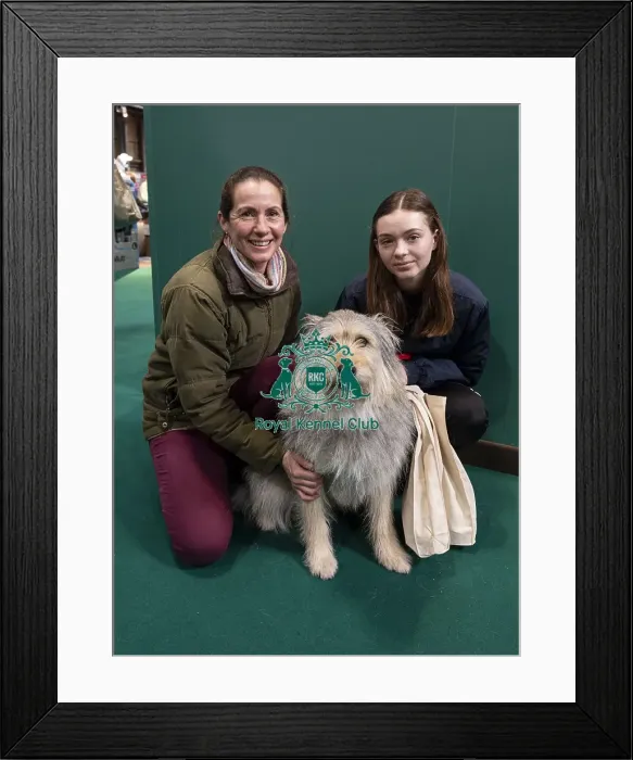 Framed Print : D-C-D-0-1-9-0 Crufts 2024 NEC Birmingham Day 3 Framed Print : D-C-D-0-1-9-0 Crufts 2024 NEC Birmingham Day 3