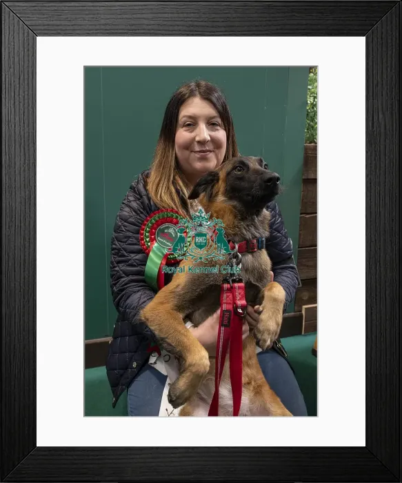 Framed Print : D-C-D-0-1-9-0 Crufts 2024 NEC Birmingham Day 3 Framed Print : D-C-D-0-1-9-0 Crufts 2024 NEC Birmingham Day 3