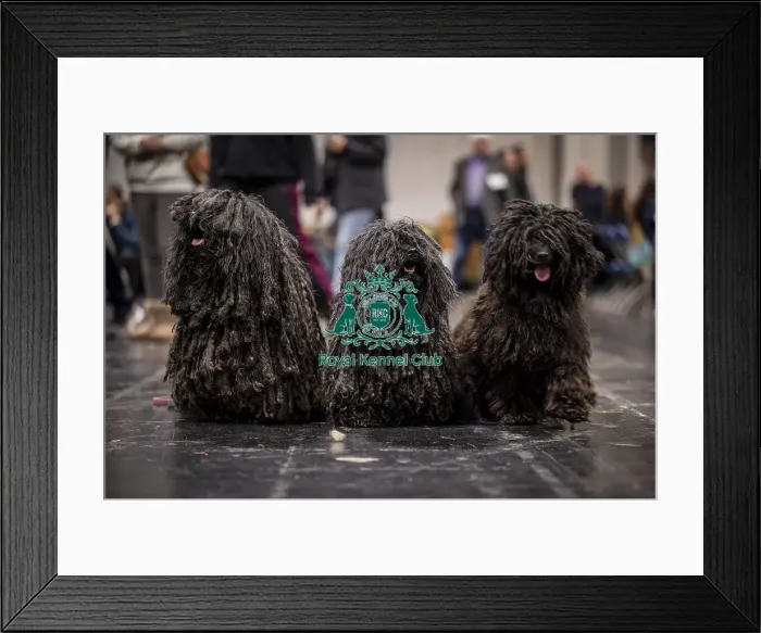 Framed Print : D-C-D-0-1-9-0 Crufts 2024 NEC Birmingham Day 3